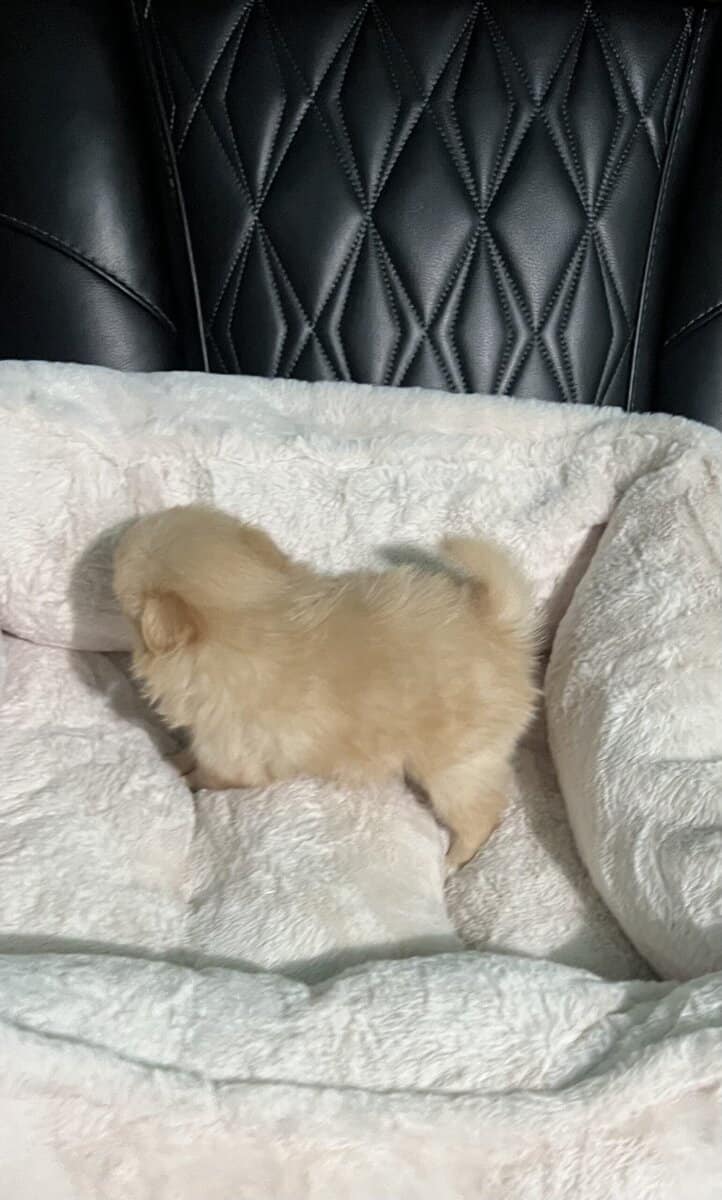 Pomeranian Puppies image 5