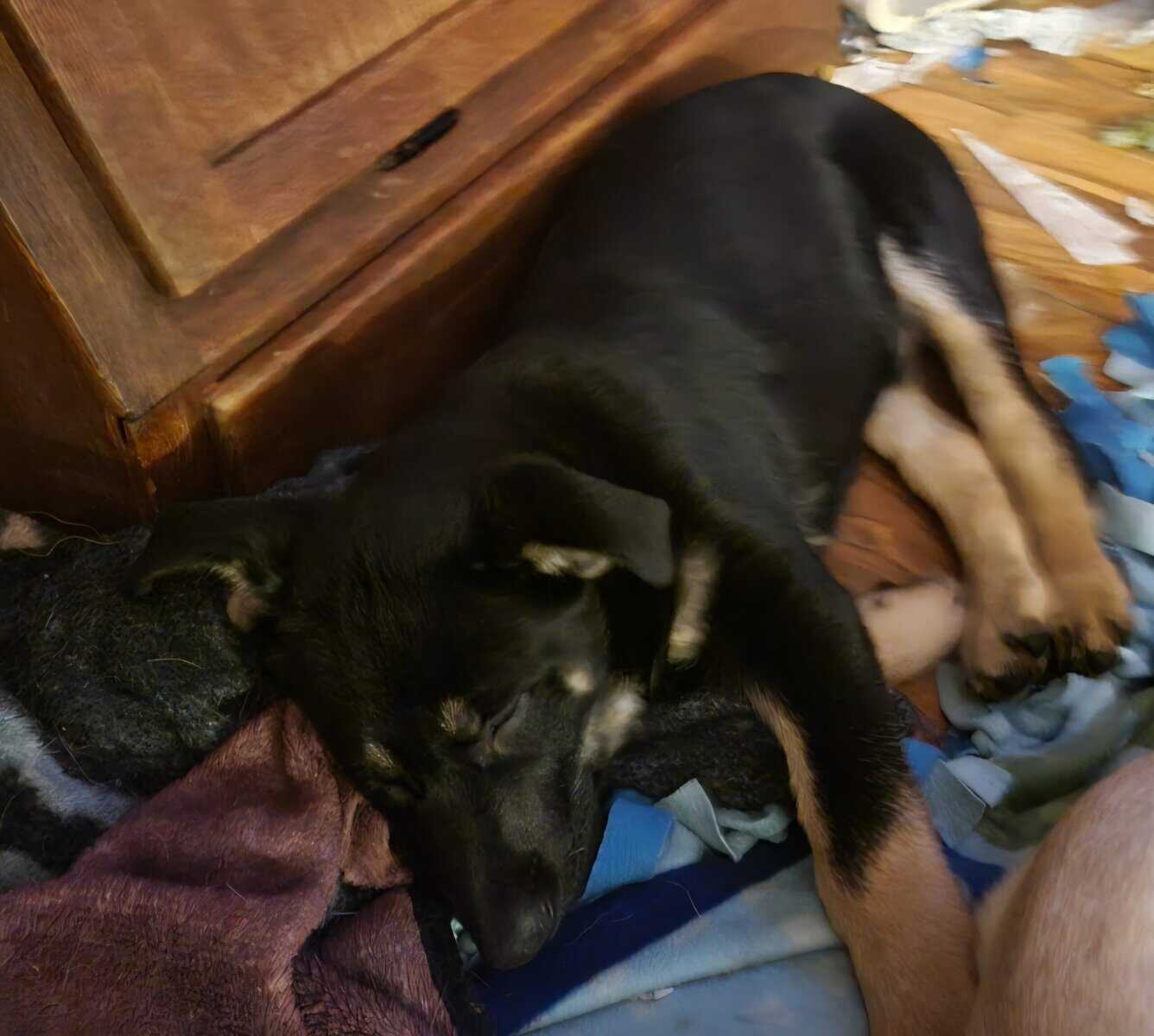 Male and female Shepard puppy image 2