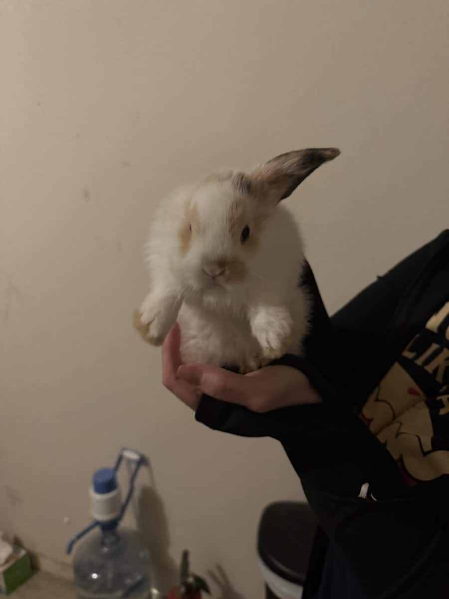 Dwarf Lop Bunnies image 2