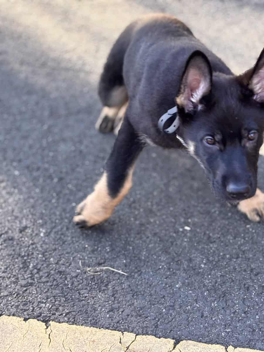 5month pure German Shepherd image 6