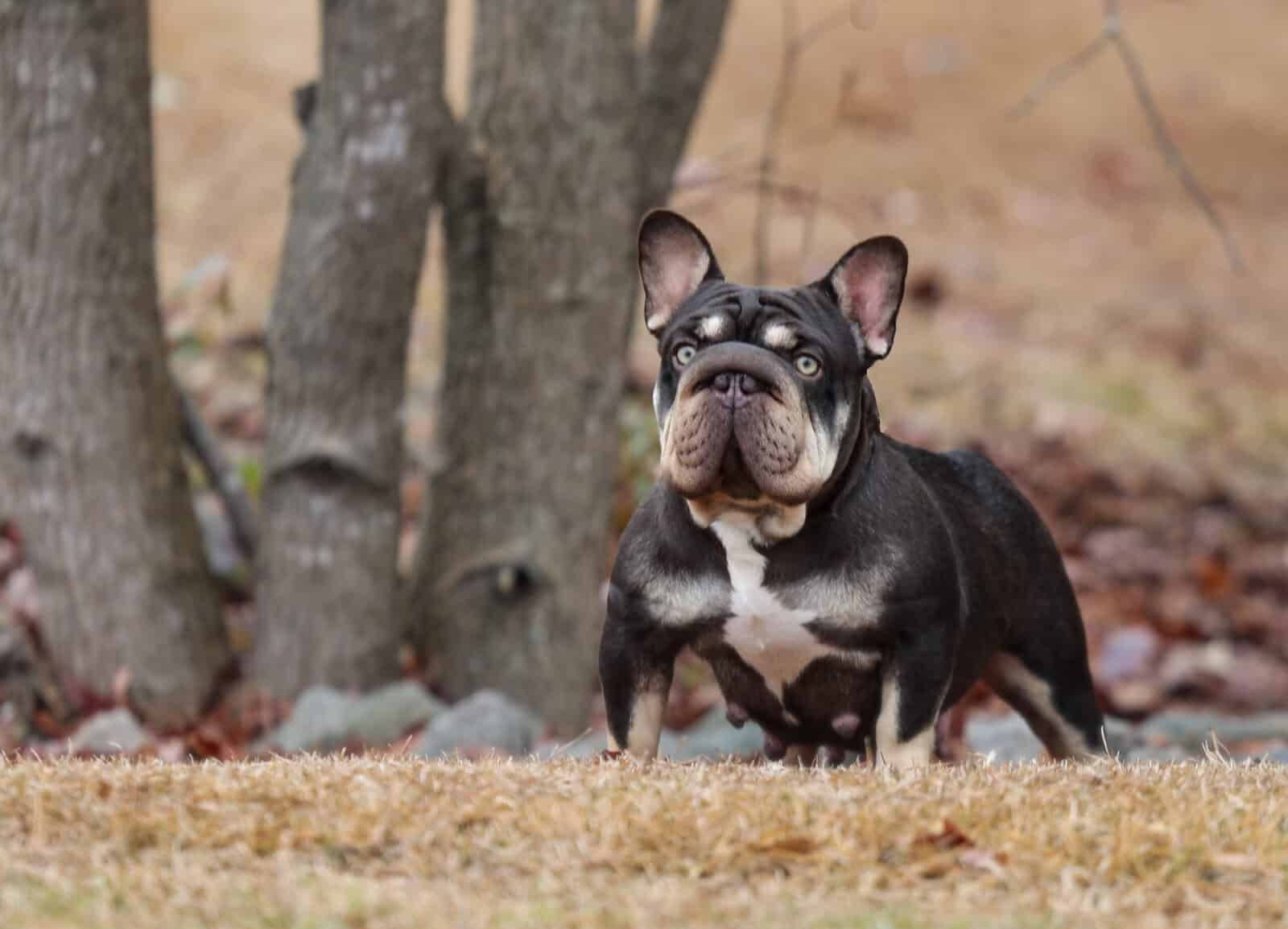 Tiny female frenchie image 6