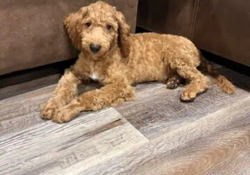 Mini Goldendoodle