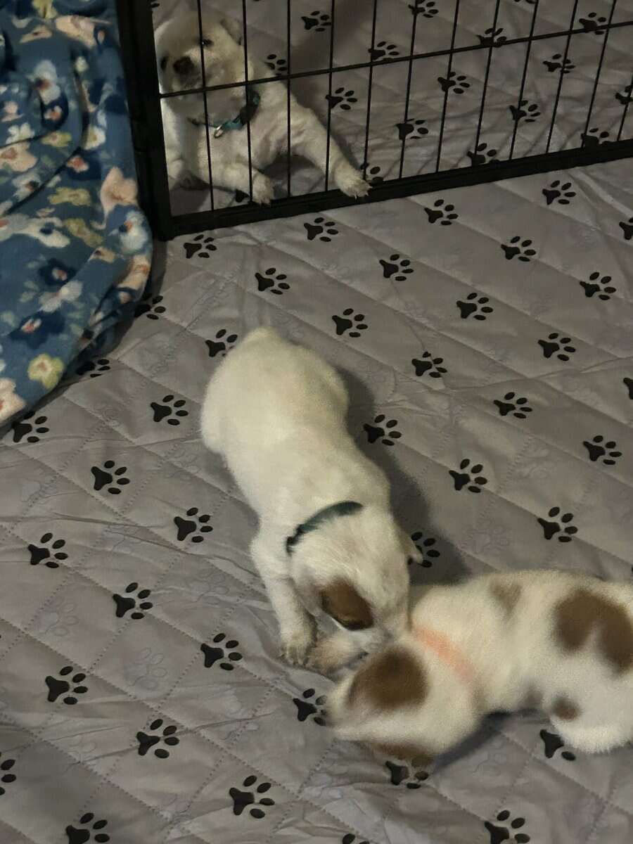 Red & Blue Heeler puppies image 5