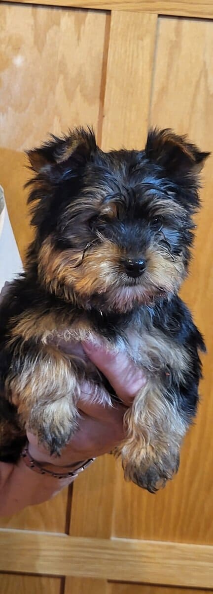 For sale male yorkie image 2
