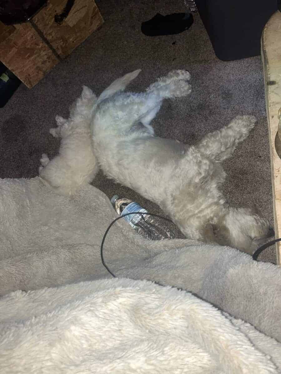 Male puppy image 4