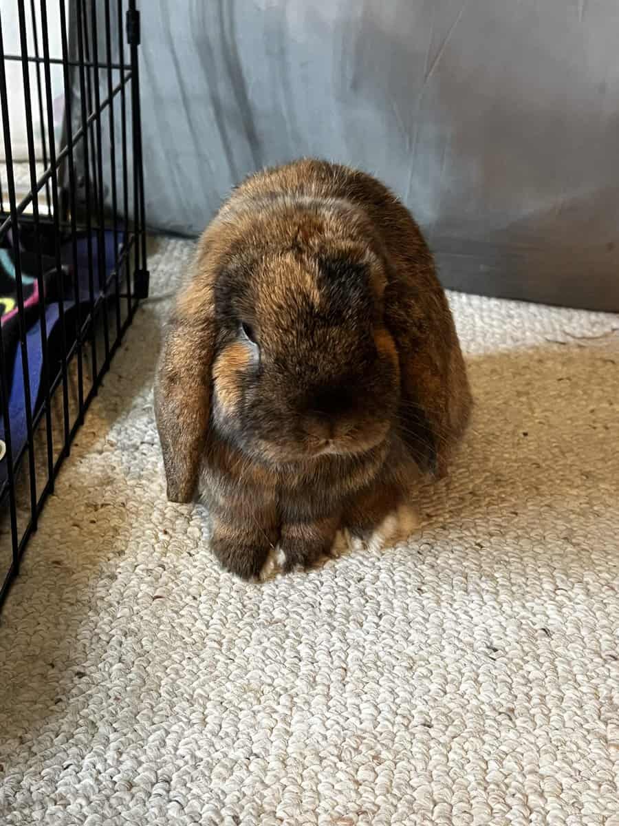 Bunny image 3