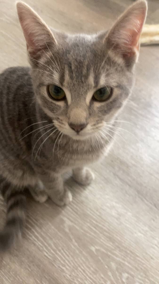 Riah, Female kitten image 1