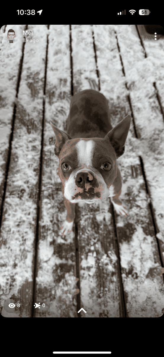 2 y/o Boston Terrier needs new home image 1