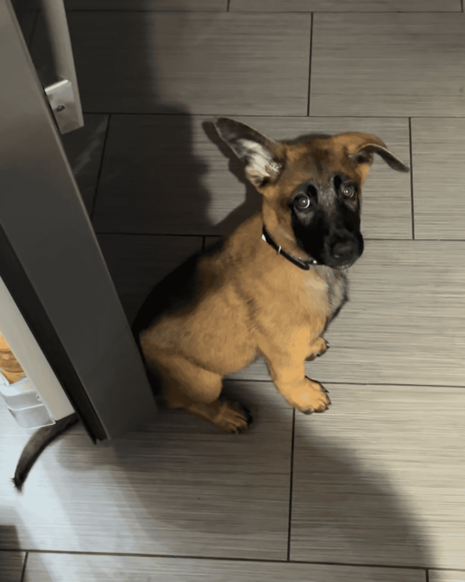 Belgian Malinois for Sale image 1