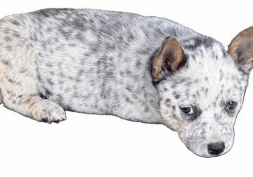 Blue Heeler Puppies for sale