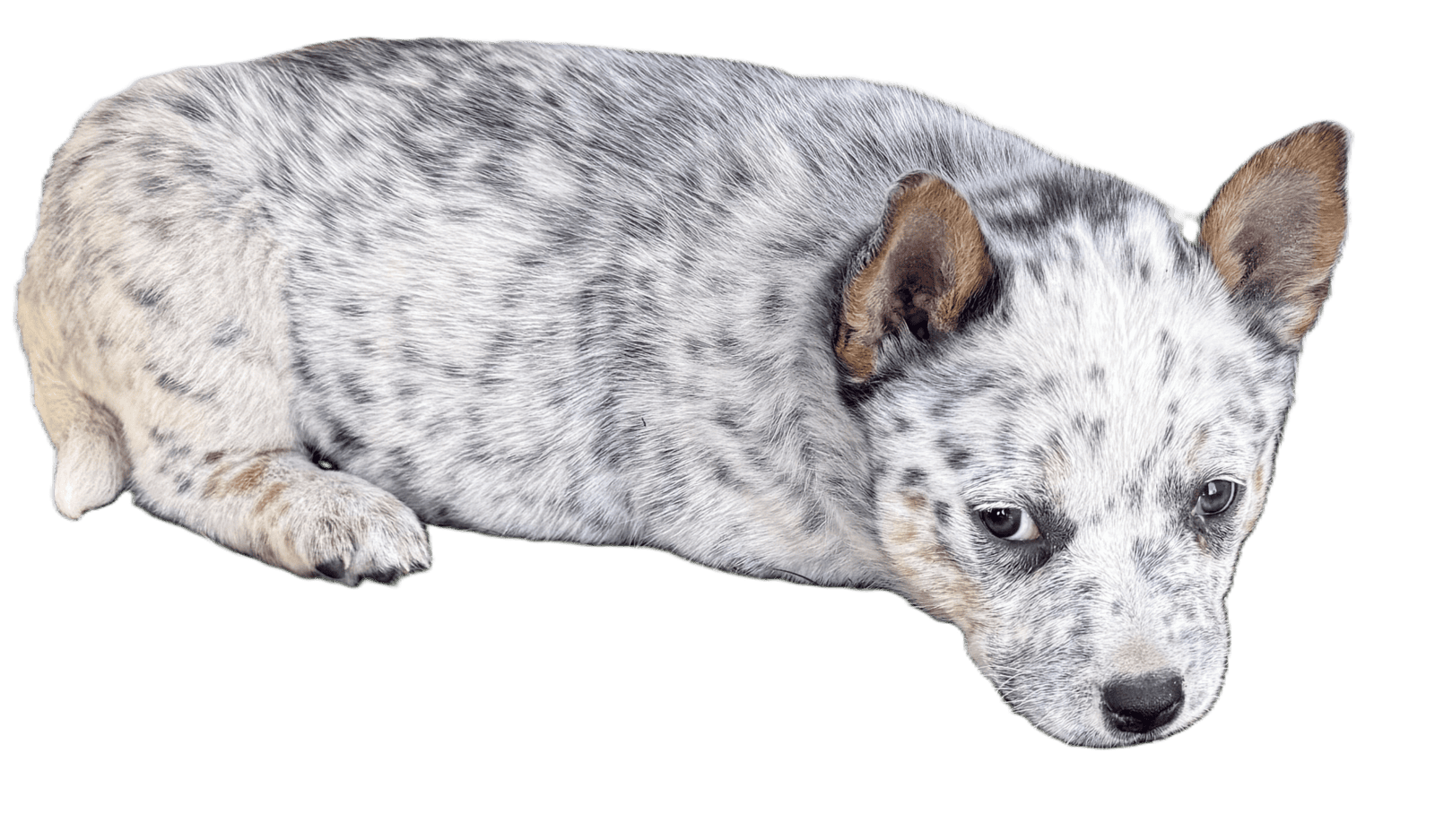 Blue Heeler Puppies for sale image 13