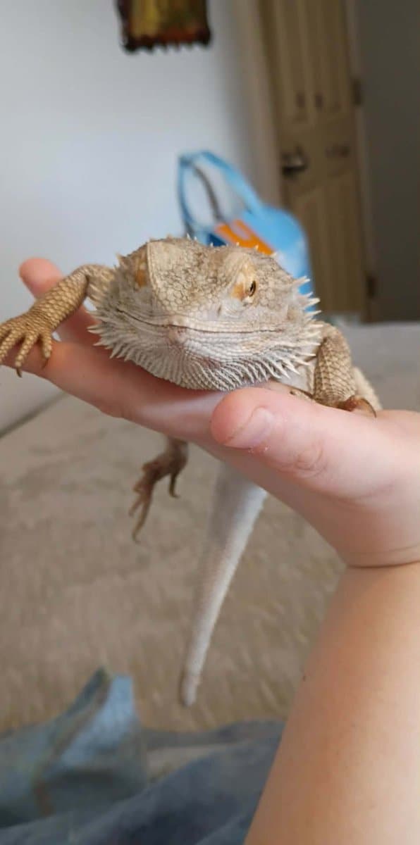 Rehoming Bearded dragon image 4
