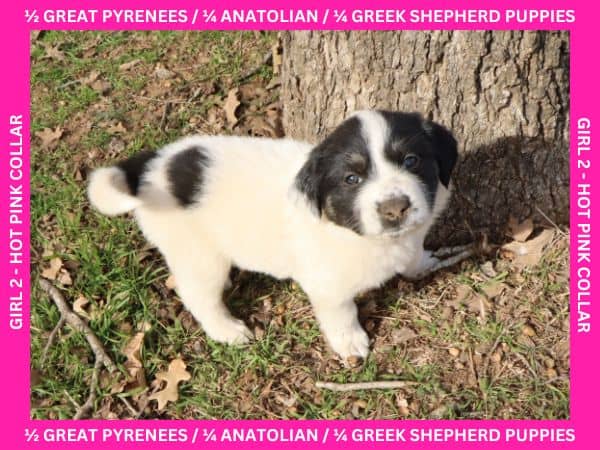 LGD Puppies-Great Pyrenees/Shepherd Mix image 10
