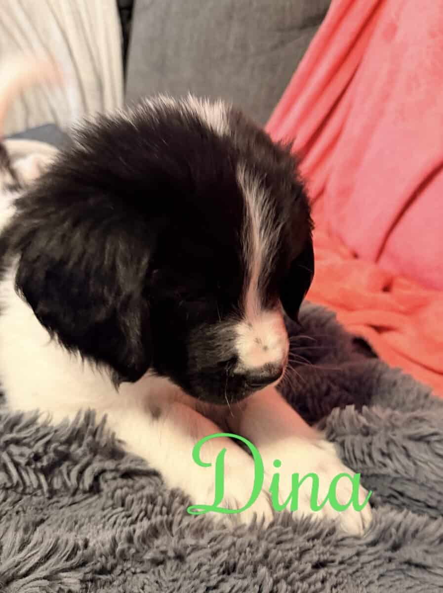 Newfoundland Puppies | Upstate Newyork image 14