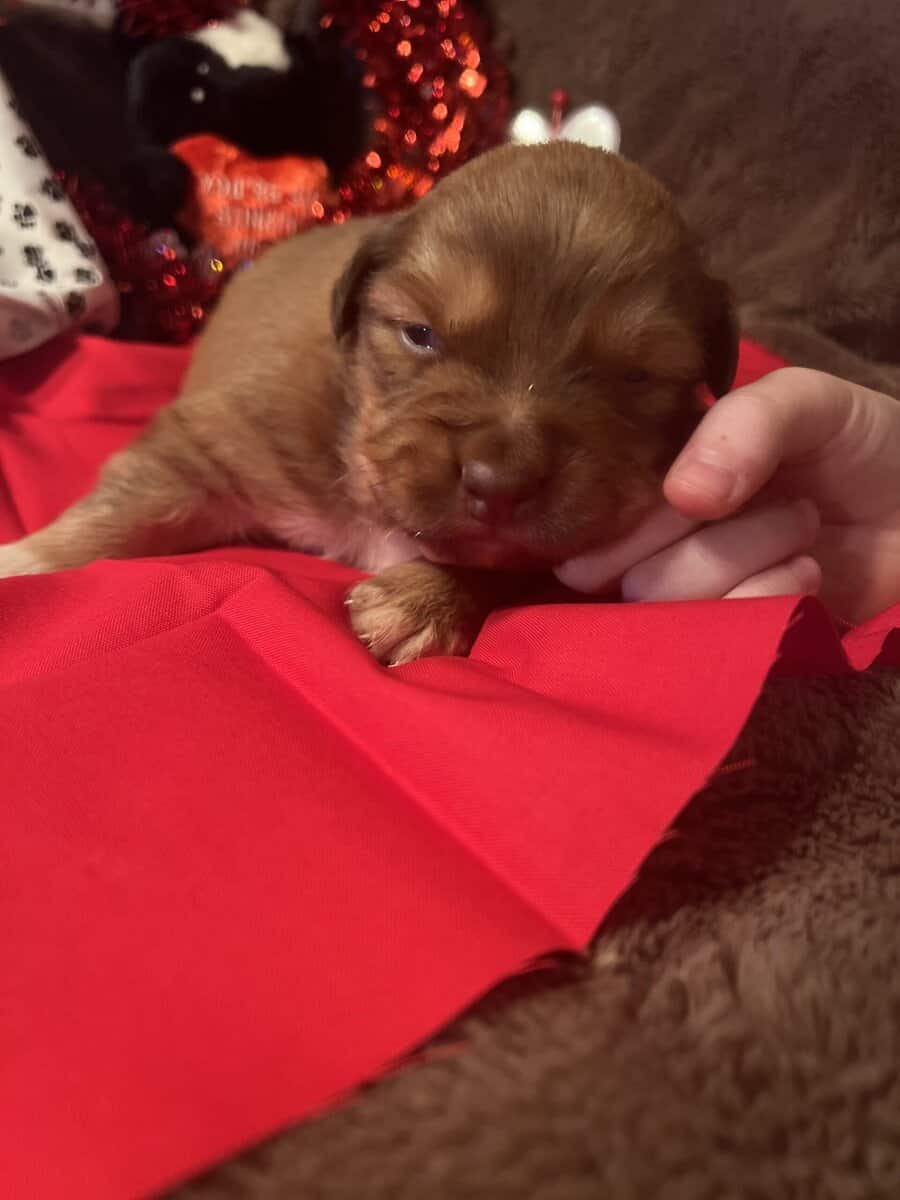 Australian Shepherd Puppies image 2
