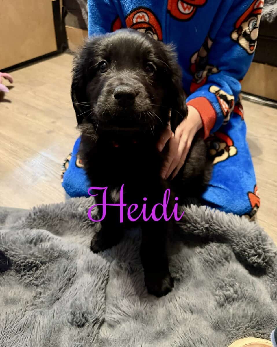 Newfoundland Puppies | Upstate Newyork image 1