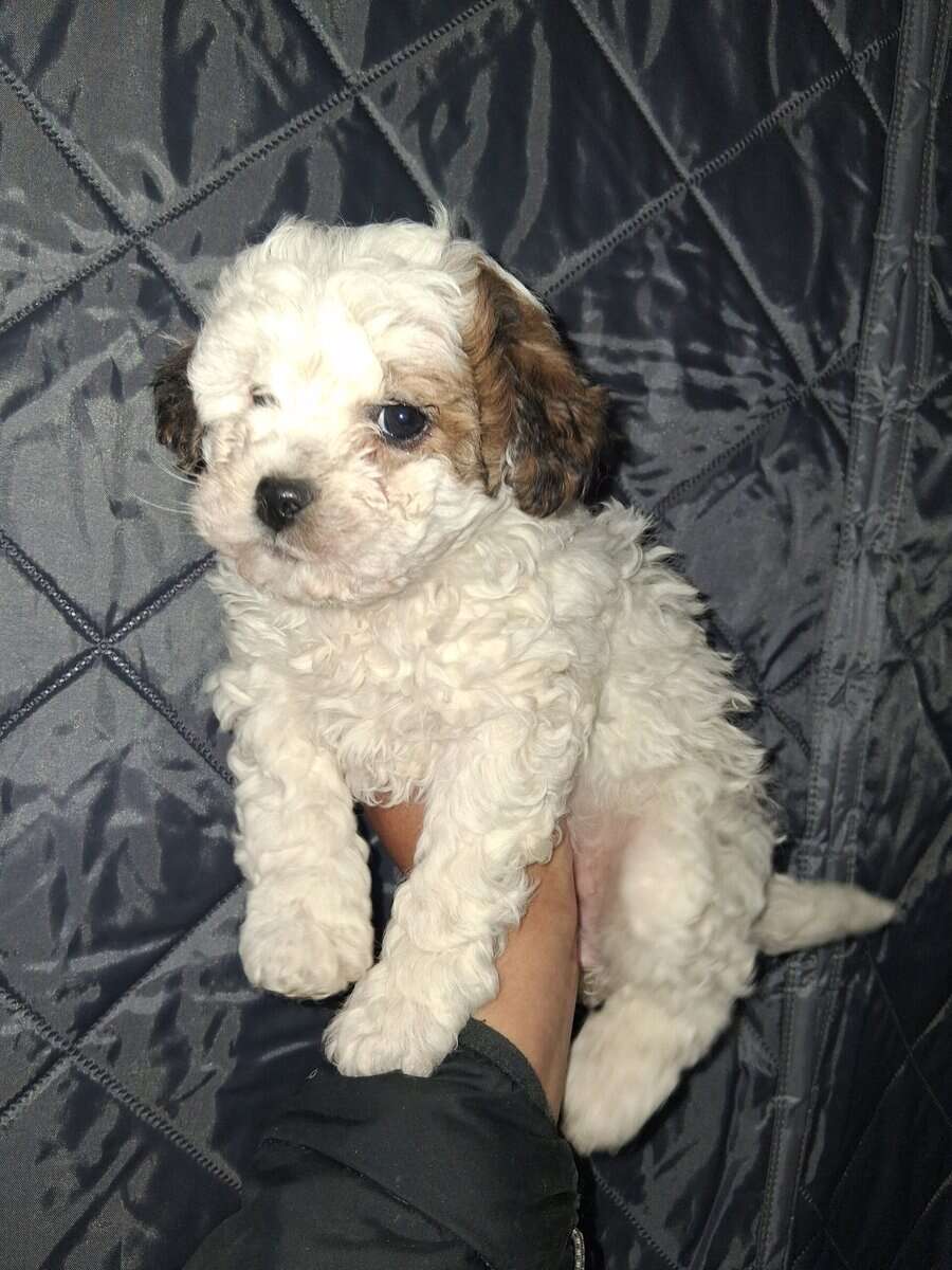 Maltipoo image 2