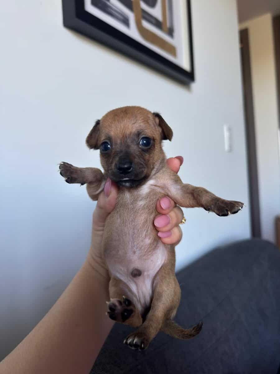 Beautiful Chihuahua puppies image 7