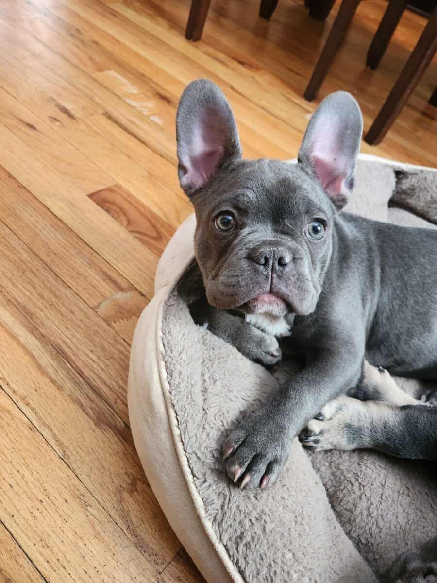 Female French bulldog image 3