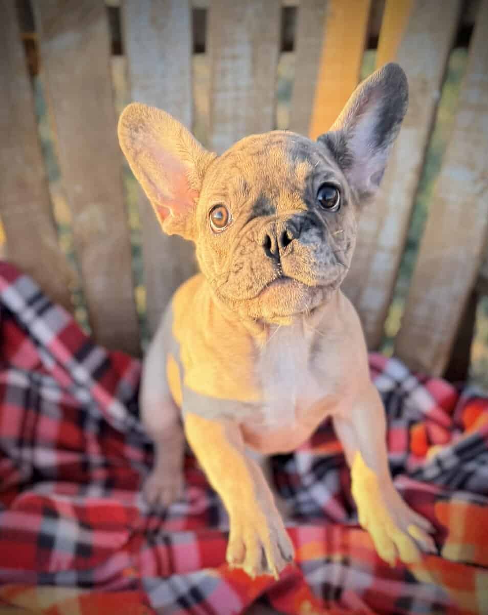 4 month Male French Bulldog image 3