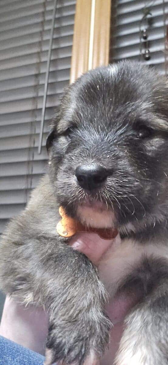 10 pyrenees x malmute hybrid puppies image 6