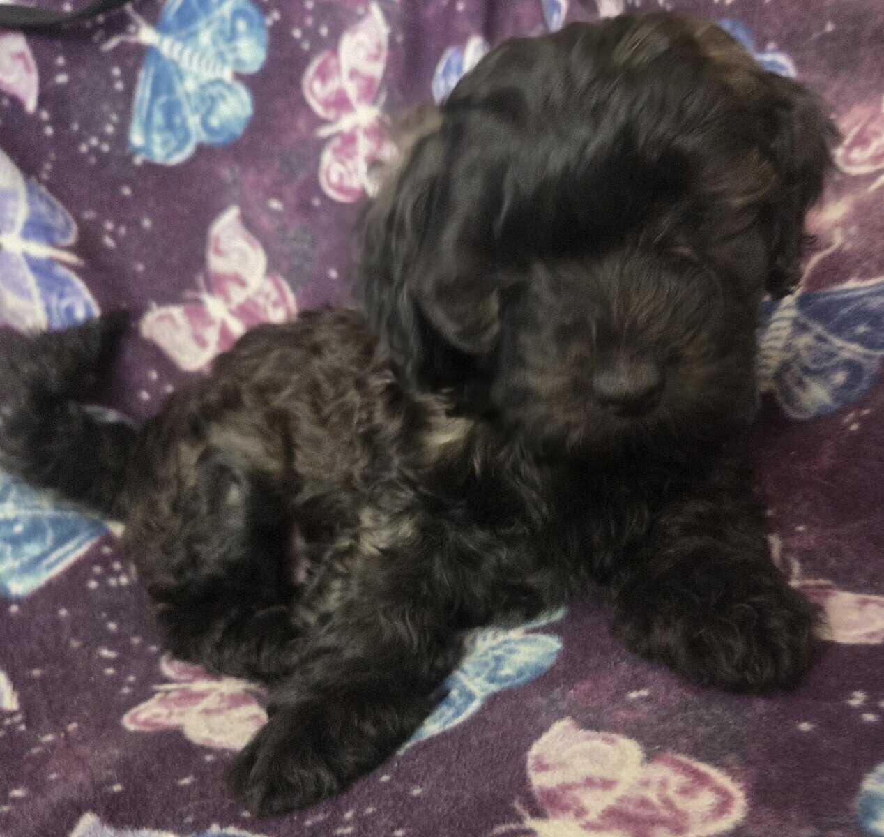 Yorkiepoo image 1