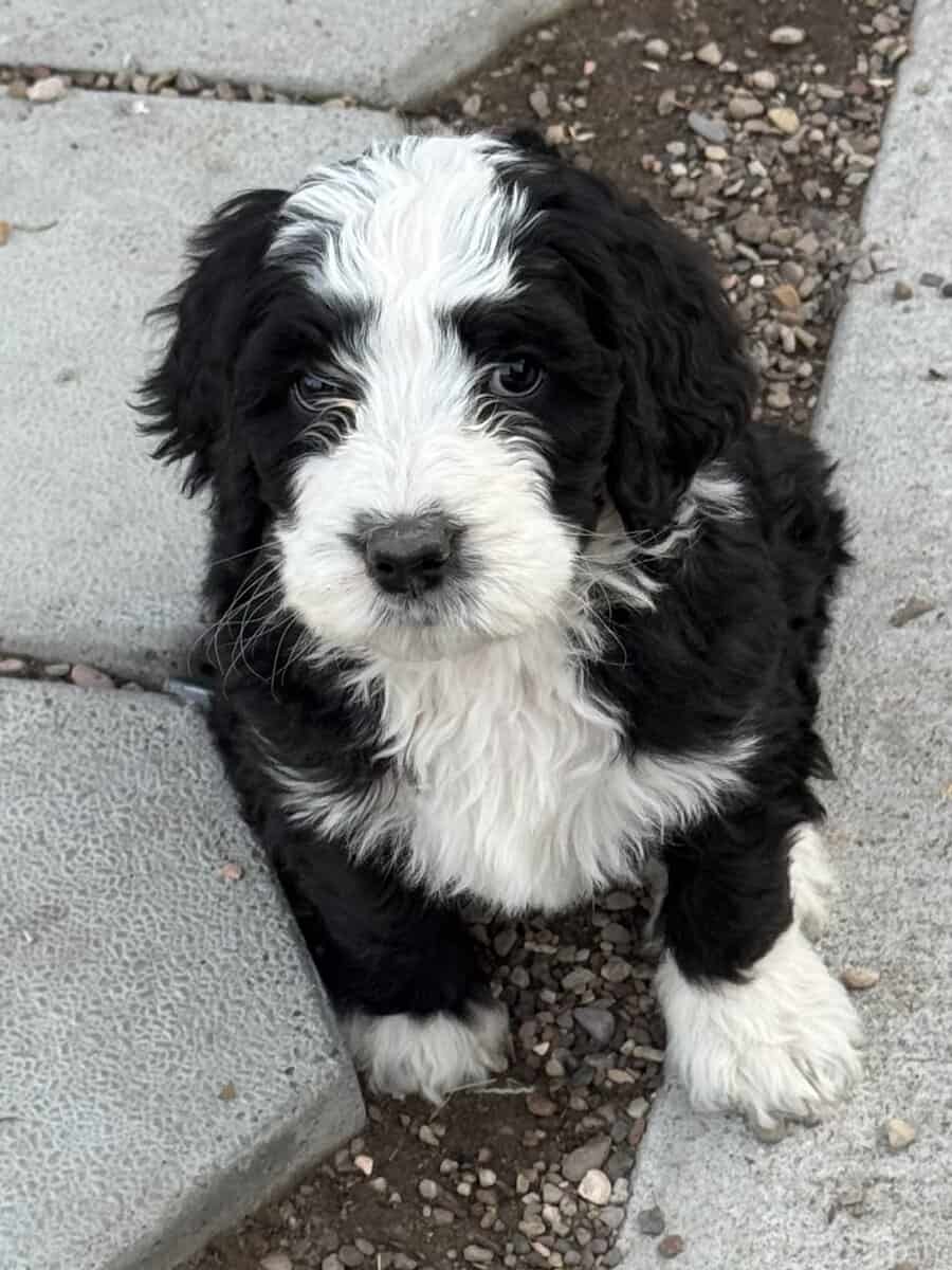 Bernedoodle Puppies image 2