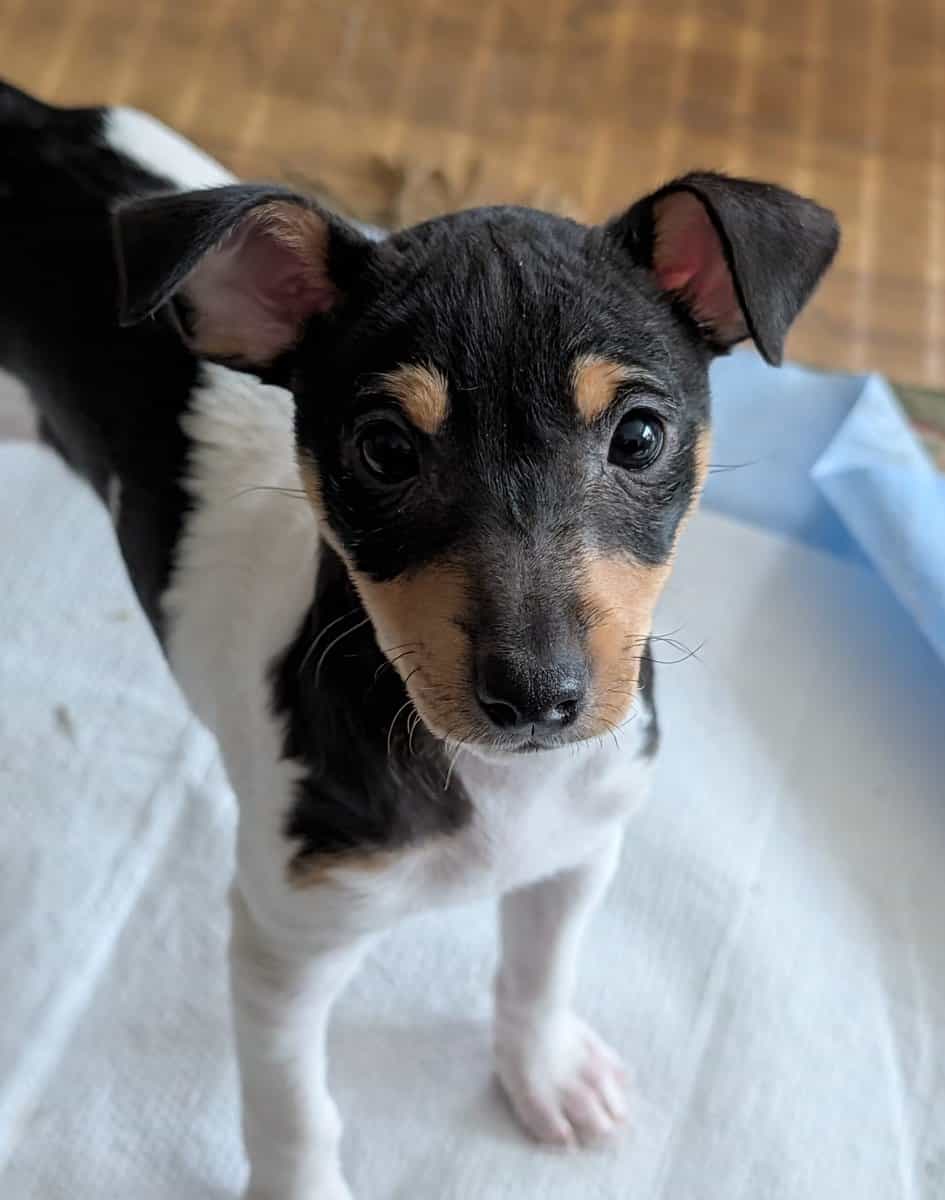 Toy Fox Terrier AKC Registered image 6