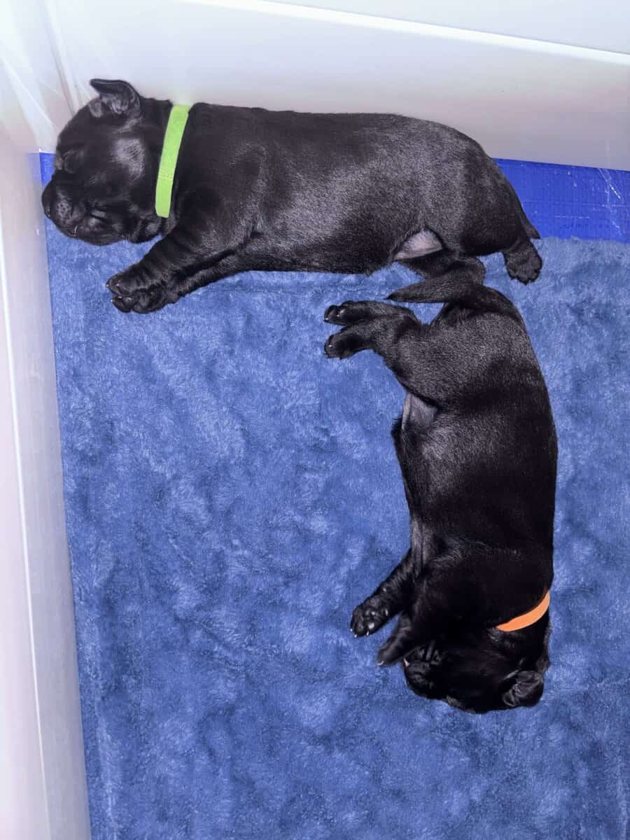 Labrador Retriever puppies image 1