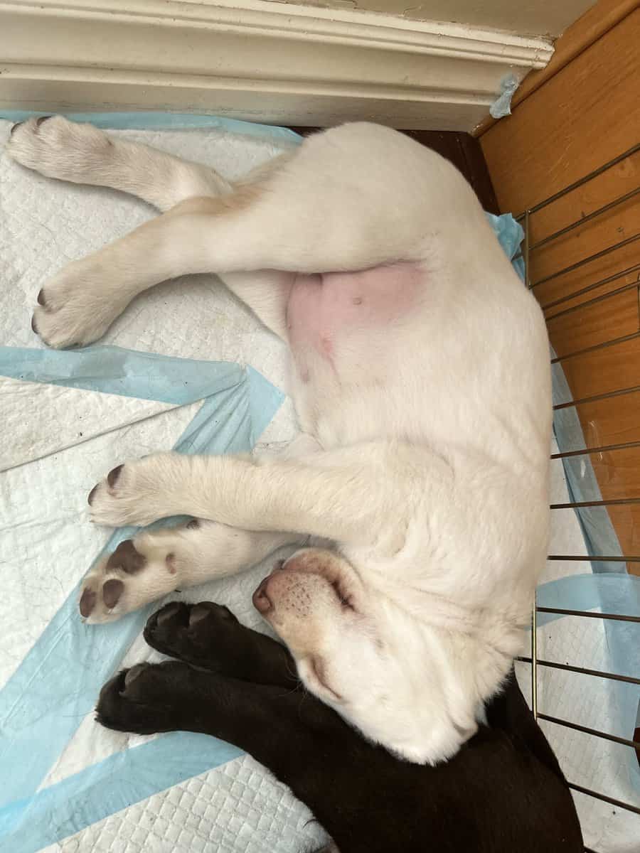 AKC Lab Puppies Ready For Forever Home image 5