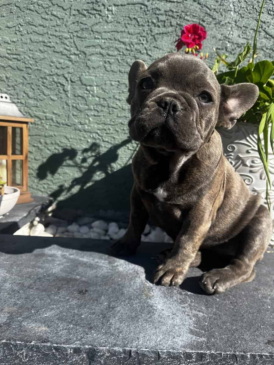 READY TO GO NOW – FRENCH BULLDOG PUPPIES 🐶 image 1