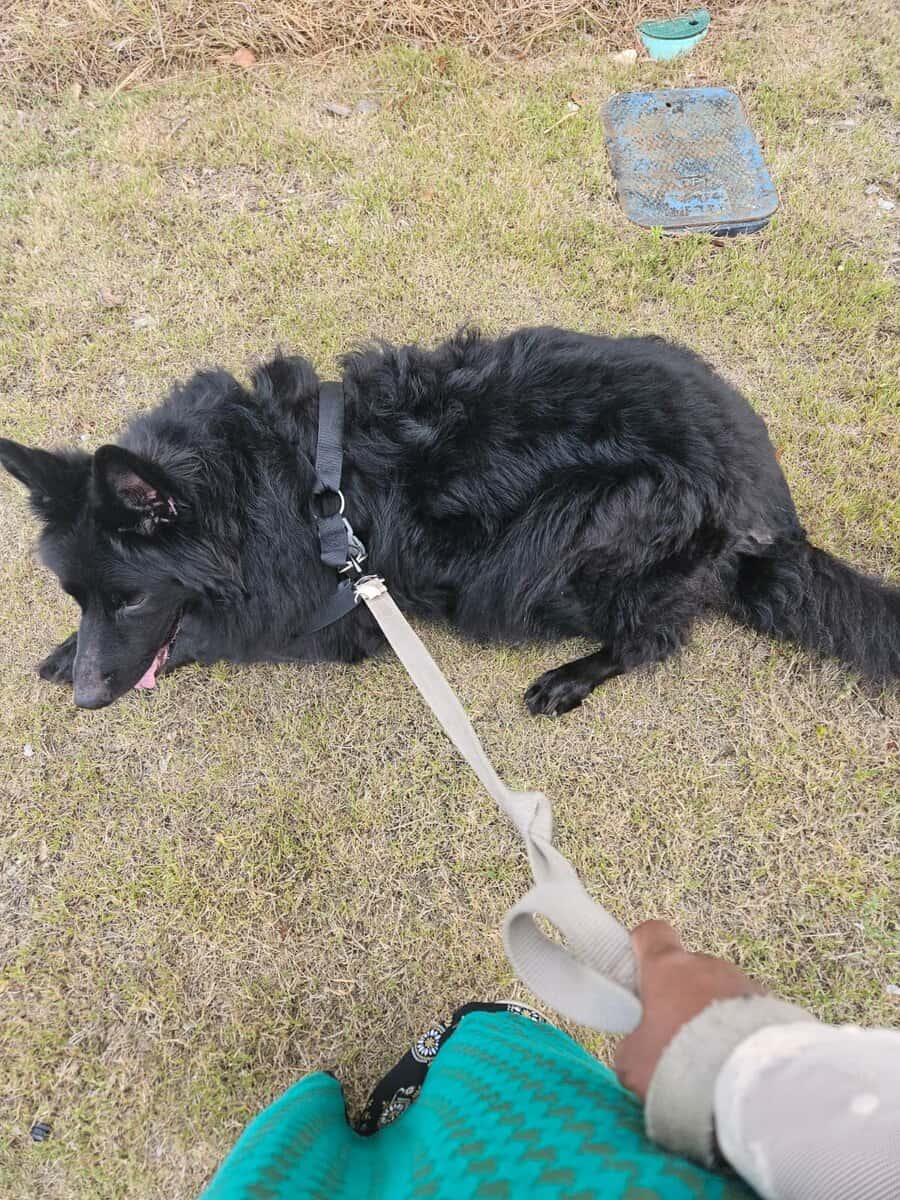 6 year old service dog Chief house broken trained. image 2