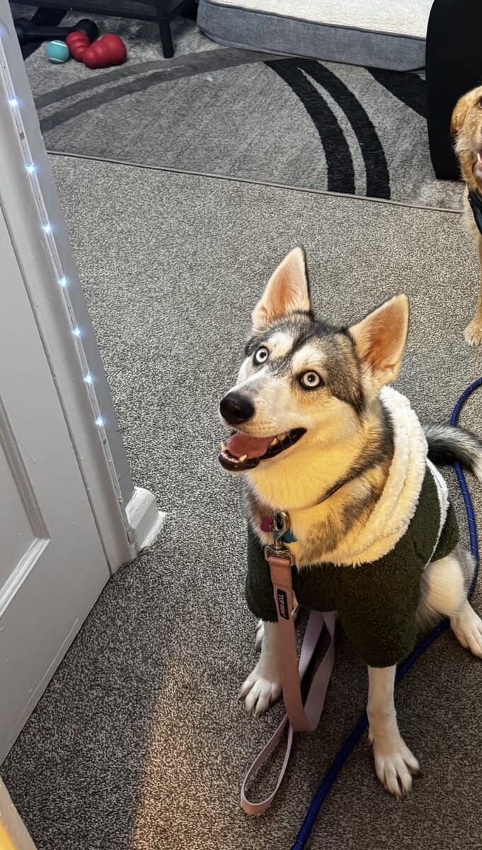 Rehoming Pomsky image 1