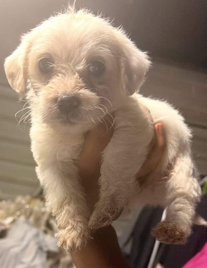 Puppies image 2