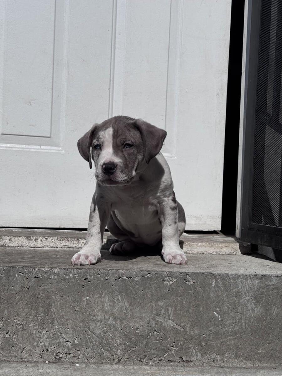 American bully XL (famale) image 1