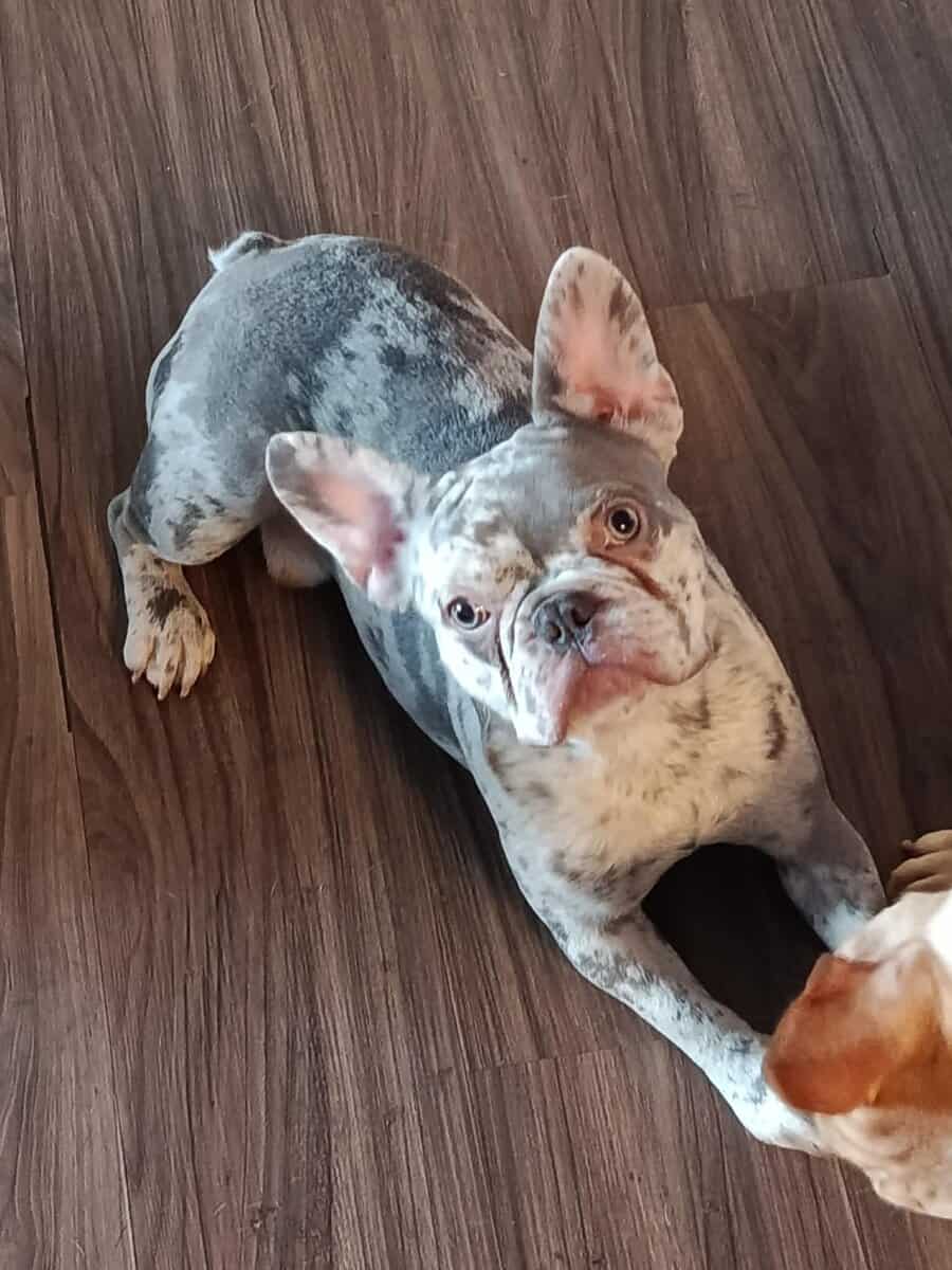 french bulldog merle image 1