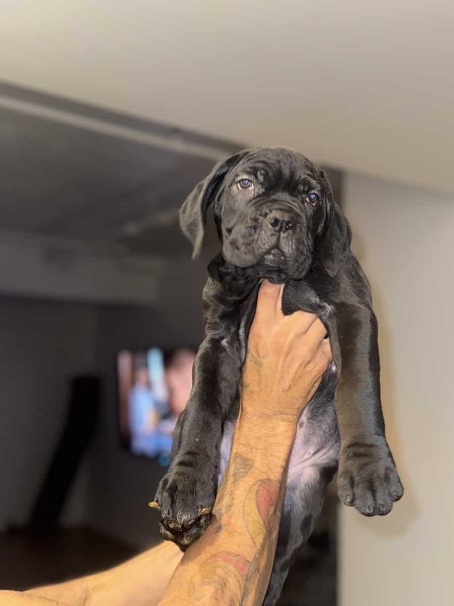 Cane Corso black image 1