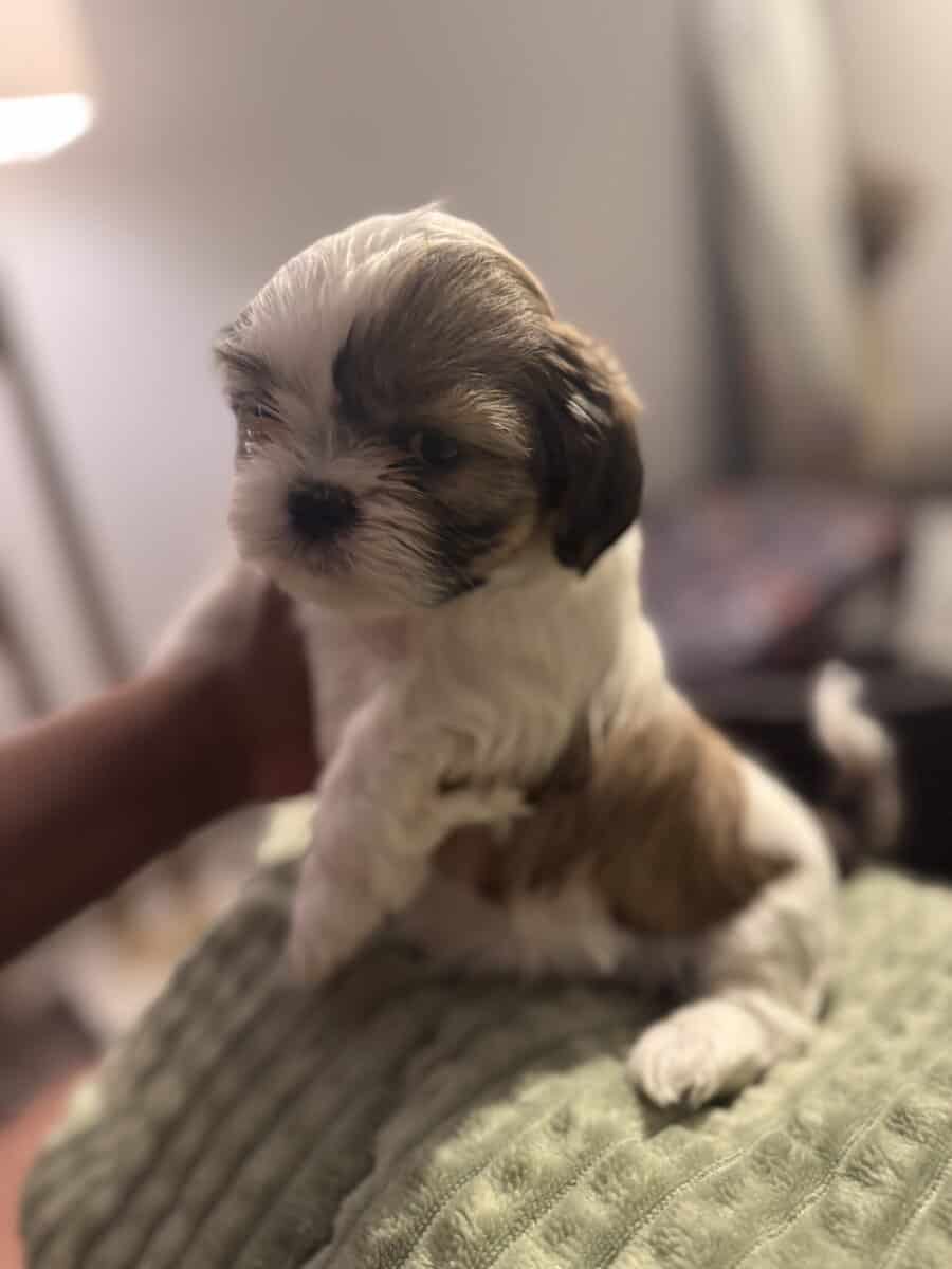 Shihtzu - NEED GONE ASAP image 1