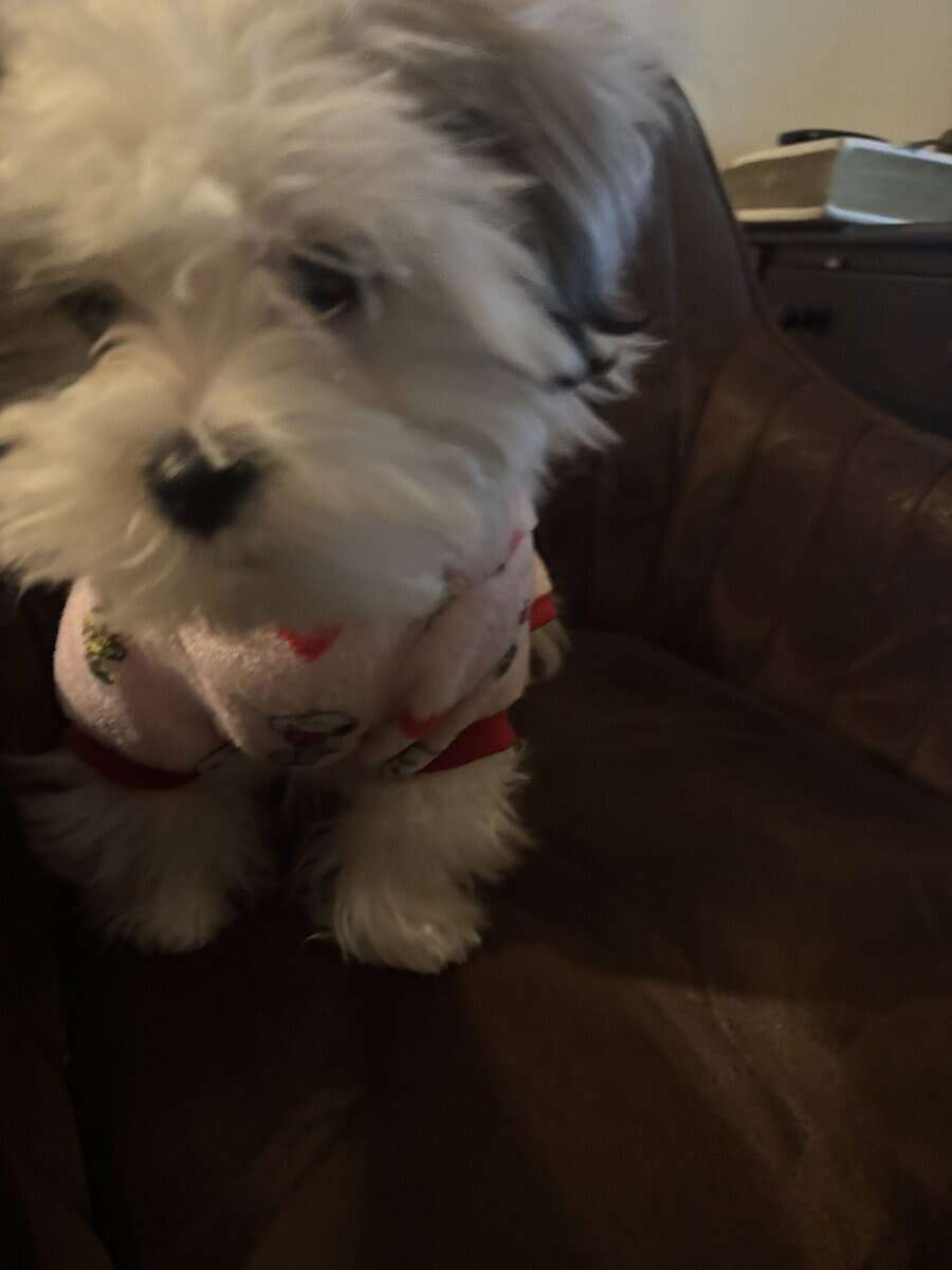 Shih Tzu image 2