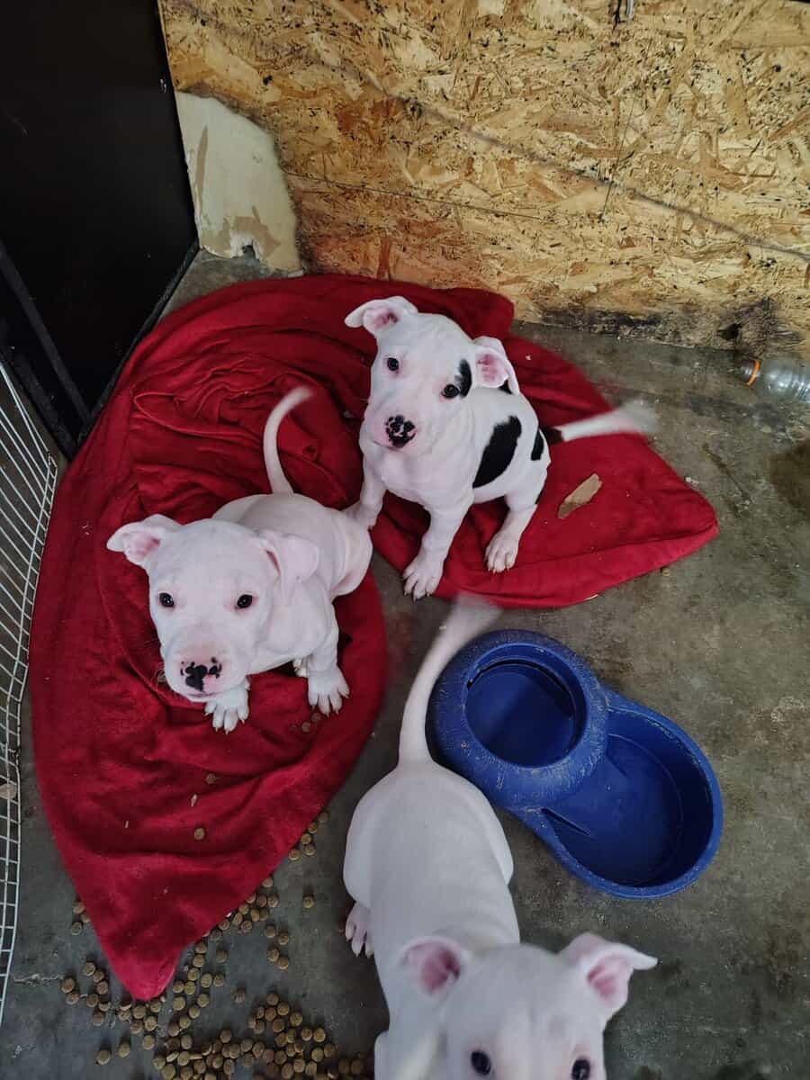 10 Week Dogo Argentino/ Colby Pitbull Puppies image 3