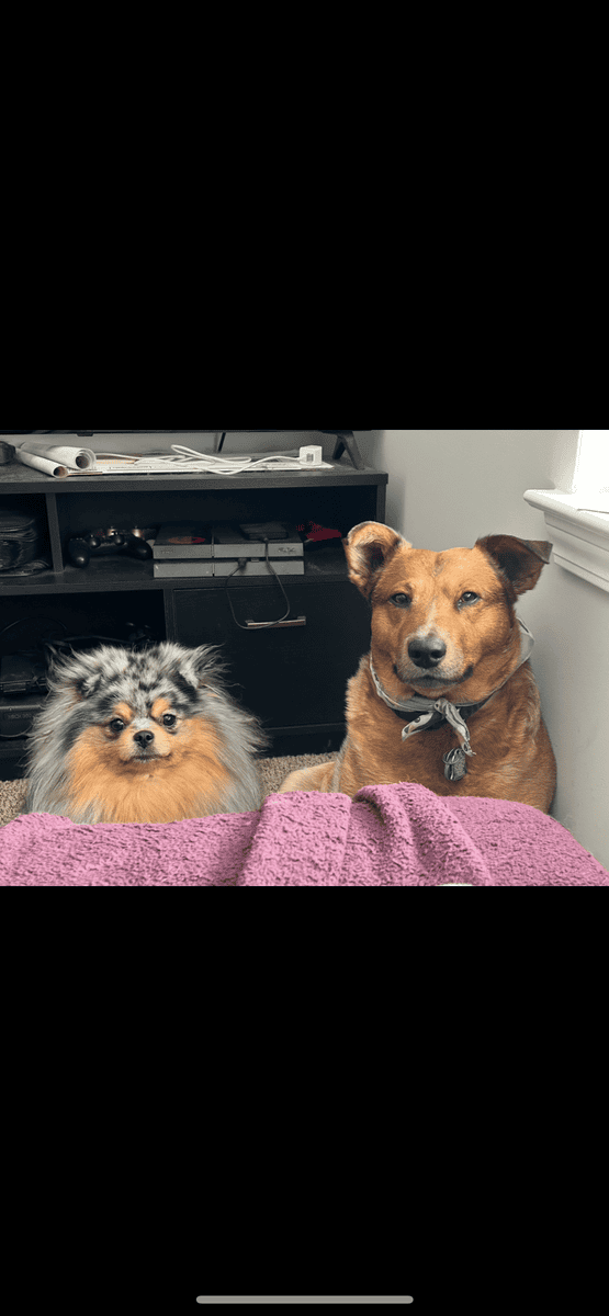 red heeler, 5yr, intact, house trained image 2