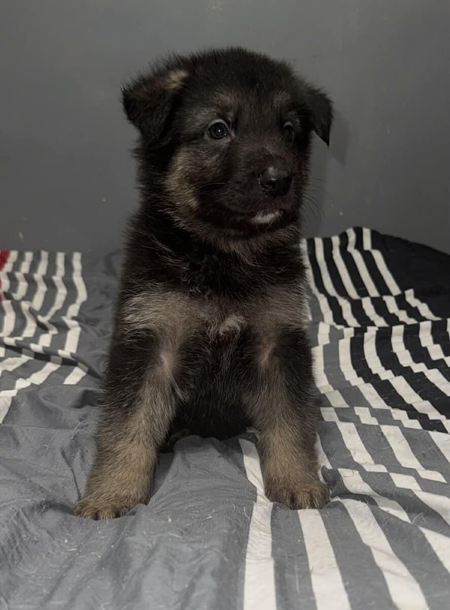 German Shepherd Puppies image 9