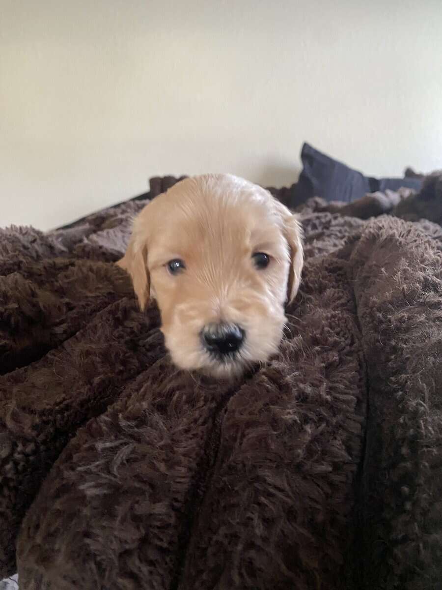 Mini Goldendoodles F2B image 1