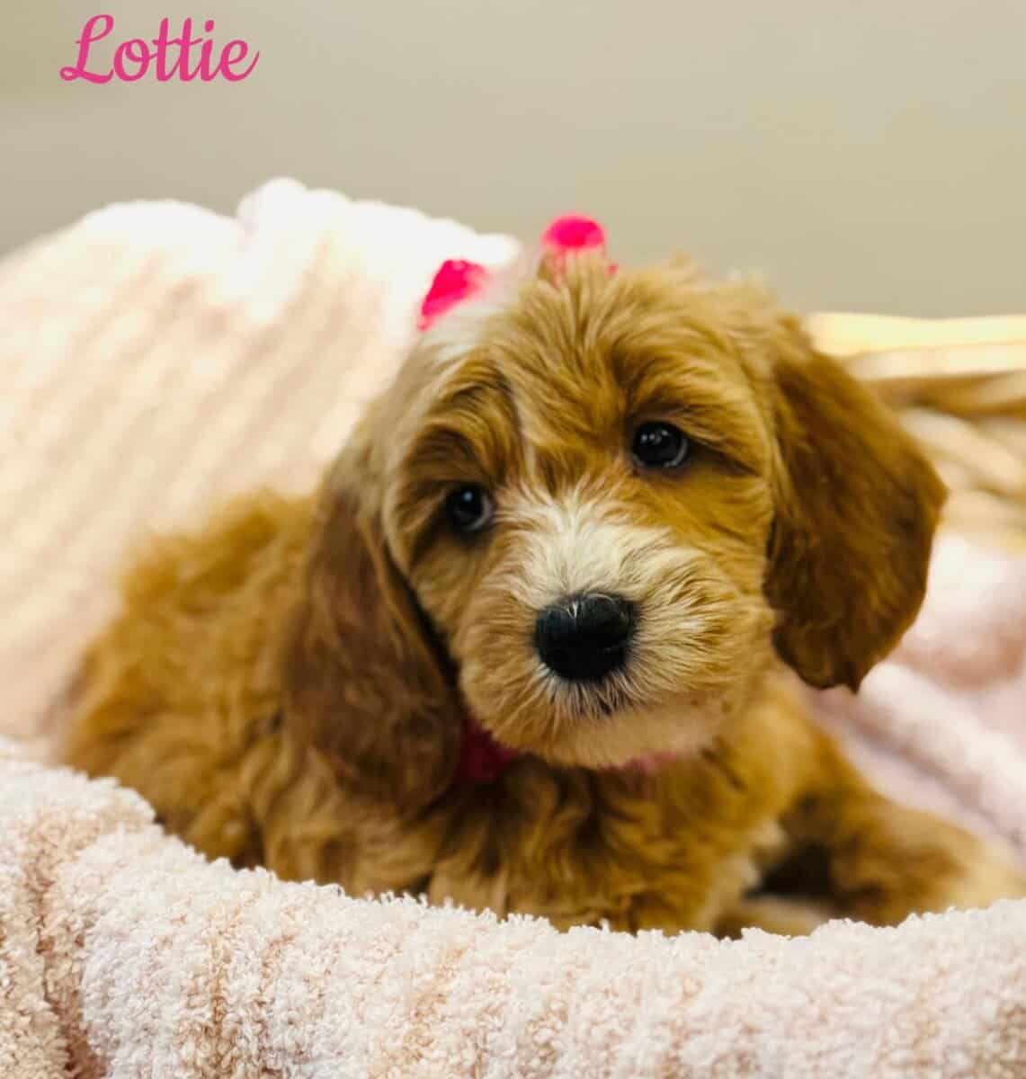 Mini Goldendoodles image 3