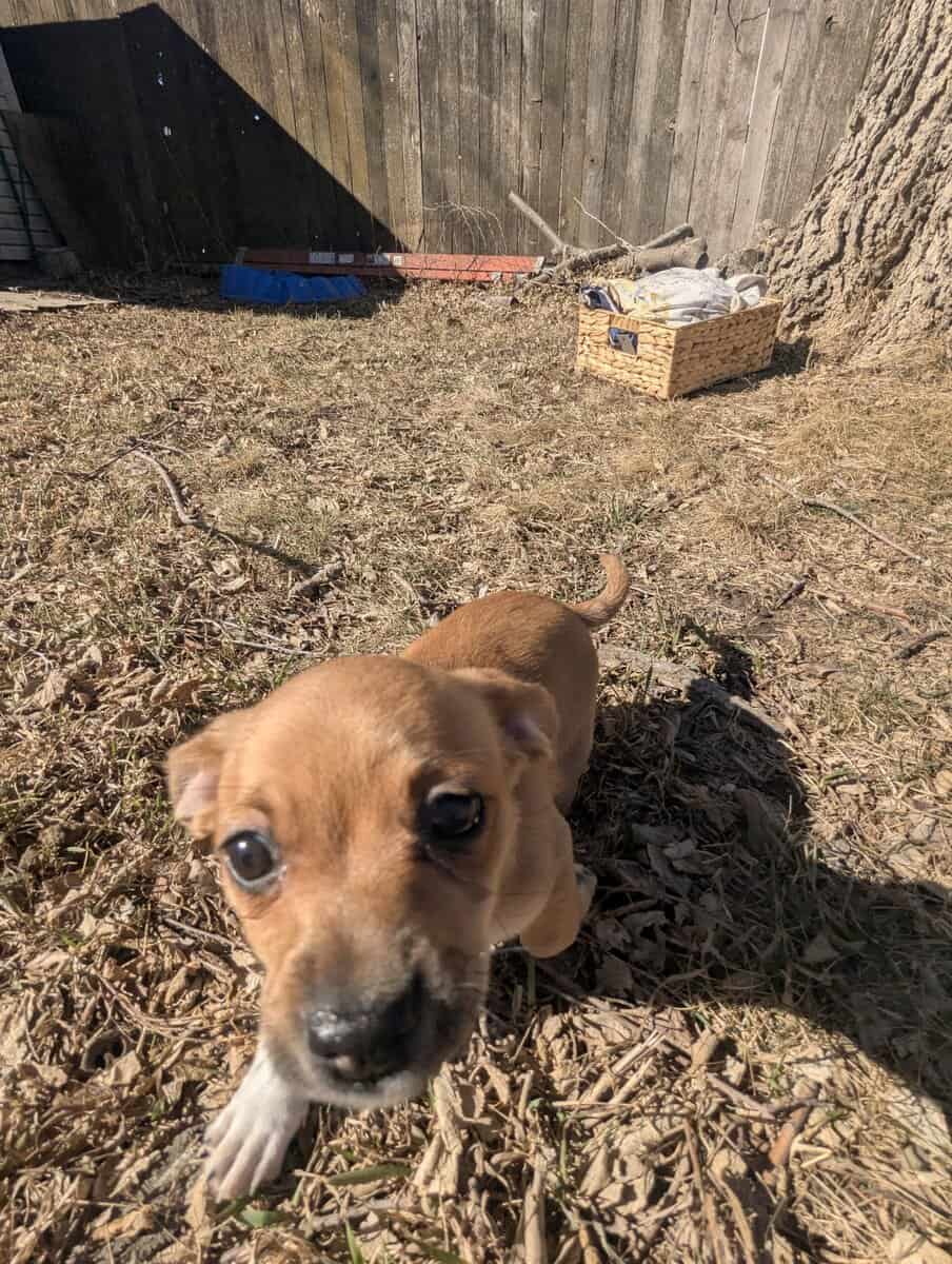 Chiweenie puppy Leia image 3