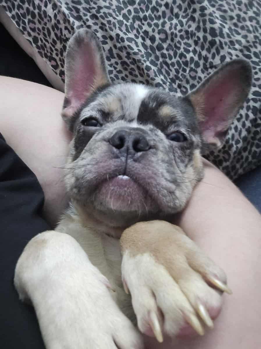 Blue Merle Male Frenchie image 5