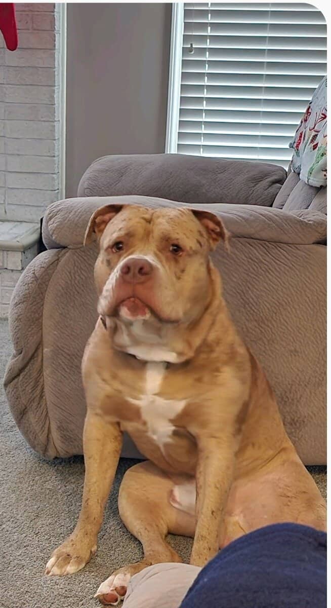 Bully puppies for sale image 16