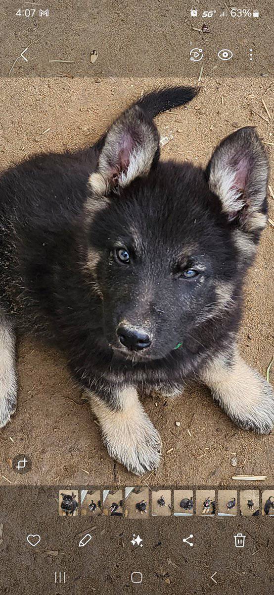 King shepard stud image 7