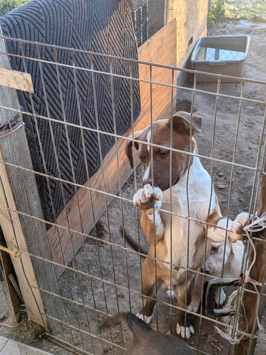 Puppies free to good home image 1