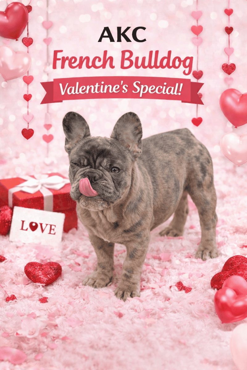 AKC FRENCH BULLDOGS image 1